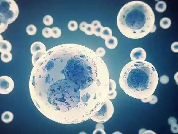 部分女性在试管移植后可能会出现妊娠反应